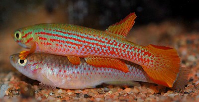 Aphyosemion Wildecampi